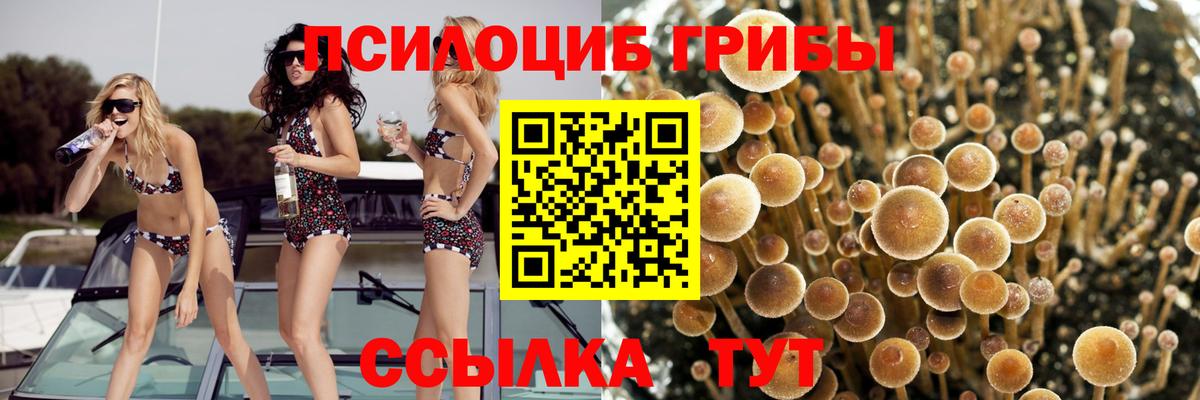 Сосновоборск  Псилоцибиновые грибы Psilocybine cubensis  купить наркоту  Вход с VPN 